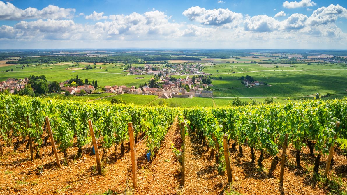 Vinranker i Burgund, Frankrike
